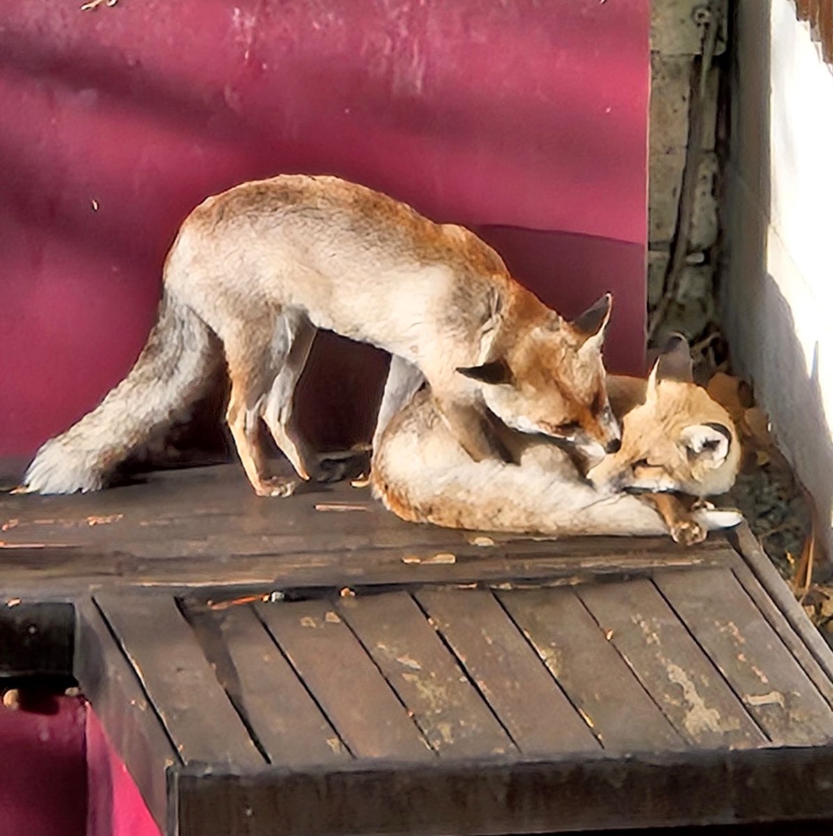 Fox(es) of the day <a href="/RobHolmesWC1/">Rob Holmes</a> <a href="/ChrisGPackham/">Chris Packham</a> #FoxOfTheDay