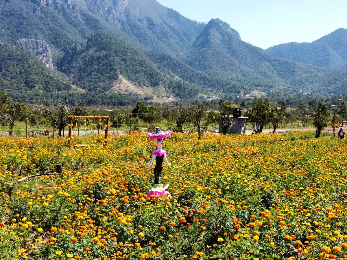 Rolando C tweet media