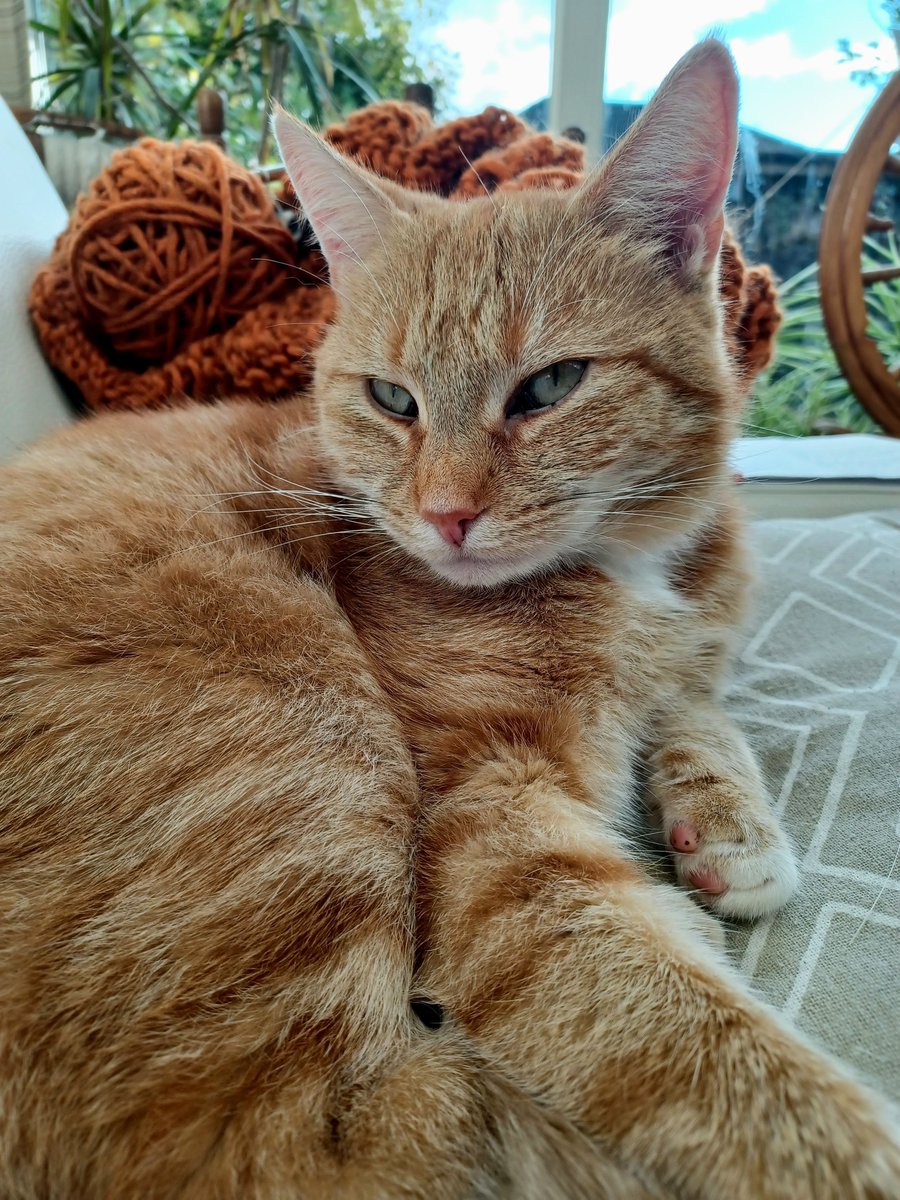 VischLa's tweet image. Isn't Harissa great at posing?! 😄 Have a lovely Sunday 😃

#HarissaTheCat #RedCat
