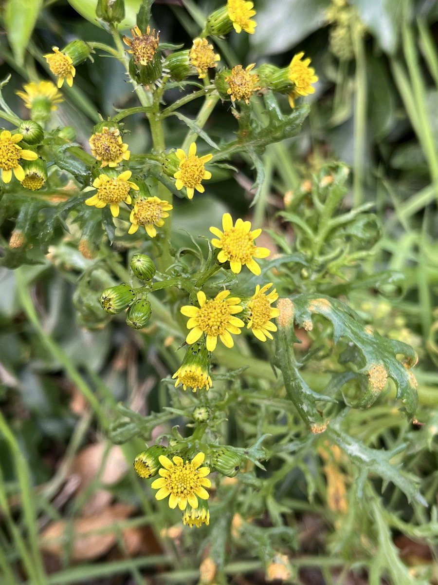Welsh Groundsel - an endemic species that arose from the hybrid between Groundsel and Oxford Ragwort. This remarkable plant was discovered at Leith Docks in 1974, but hasn’t been seen in Scotland since 1993. I was lucky enough to catch up with it in the Welsh Borders this autumn.