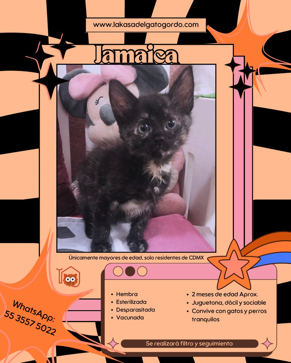 El_gatitoGordo's tweet photo. La pequeñita Jamaica será esterilizada en estos días. Es una hermosa gatita Carey, llena de amor para ofrecer. ¿Nos ayudas con RT  para que alguien se enamore de ella y pueda encontrar un hogar tan amoroso como ella lo es? 🙏🏻 https://t.co/5slODLqyWC