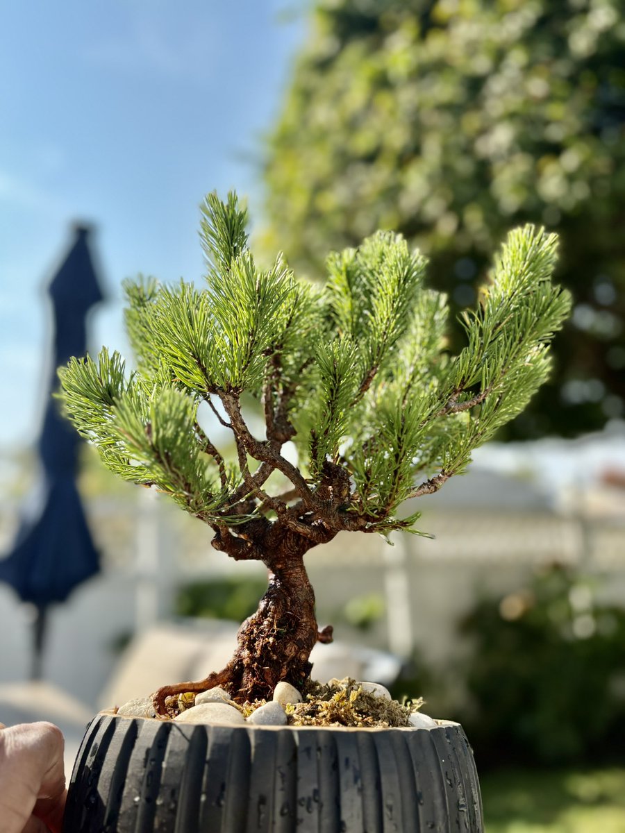 New hobby :
BONSAI 
Centuries old living art form .
Friendship,loyalty,love and respect .