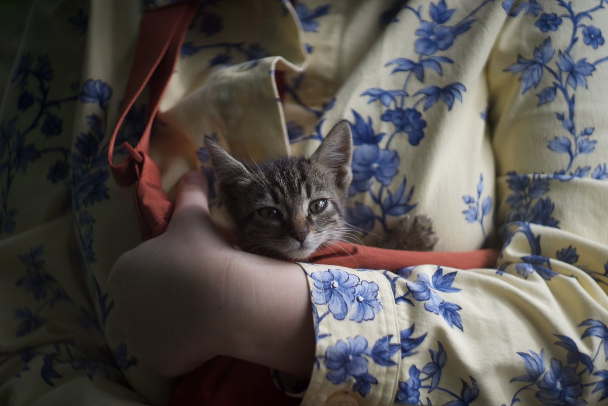 Сила твиттера помоги. Нашли замечательную котейку в Земуне, на вид месяц, оставили бы себе, но властники не разрешают домашних животных. Очень тянется к людям, очень милая
Репостните к себе, пожалуйста 🙏🏻 
Белград