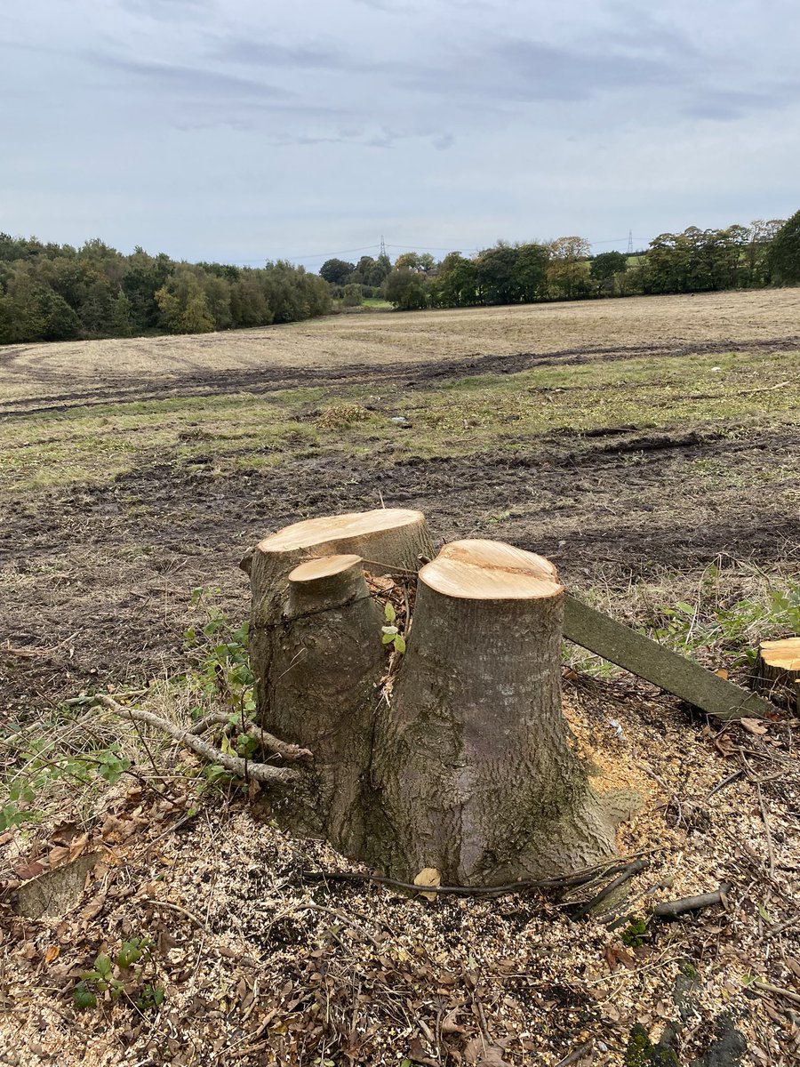 And so it begins. ‘Former’ greenbelt land has been acquired for housing. 
<a href="/sthelensstar/">St Helens Star</a> 
Trees already chopped down. 
Shame on you <a href="/sthelenscouncil/">St Helens Borough Council</a> <a href="/StHLabour/">St Helens Borough Labour</a> 
Emails to council and councillors <a href="/SocialistSaint/">Richard McCauley</a> <a href="/RobynHattersley/">Cllr Robyn Hattersley</a> and Nova being drafted