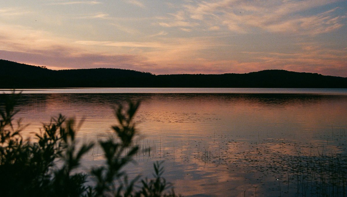 Une fleur. tweet media