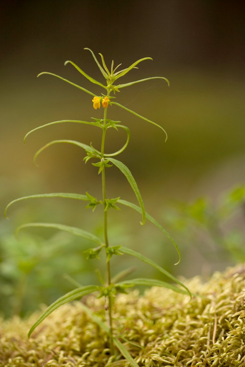 Booking is now open for the 2024 Scottish Botanists' Conference <a href="/TheBotanics/">Royal Botanic Garden Edinburgh</a>! We have a great mix of talks, workshops and exhibits planned, and places are filling fast! #ScotBotanistsConf
Head to bsbi.org/scottish-annua… to find out more and book your place.