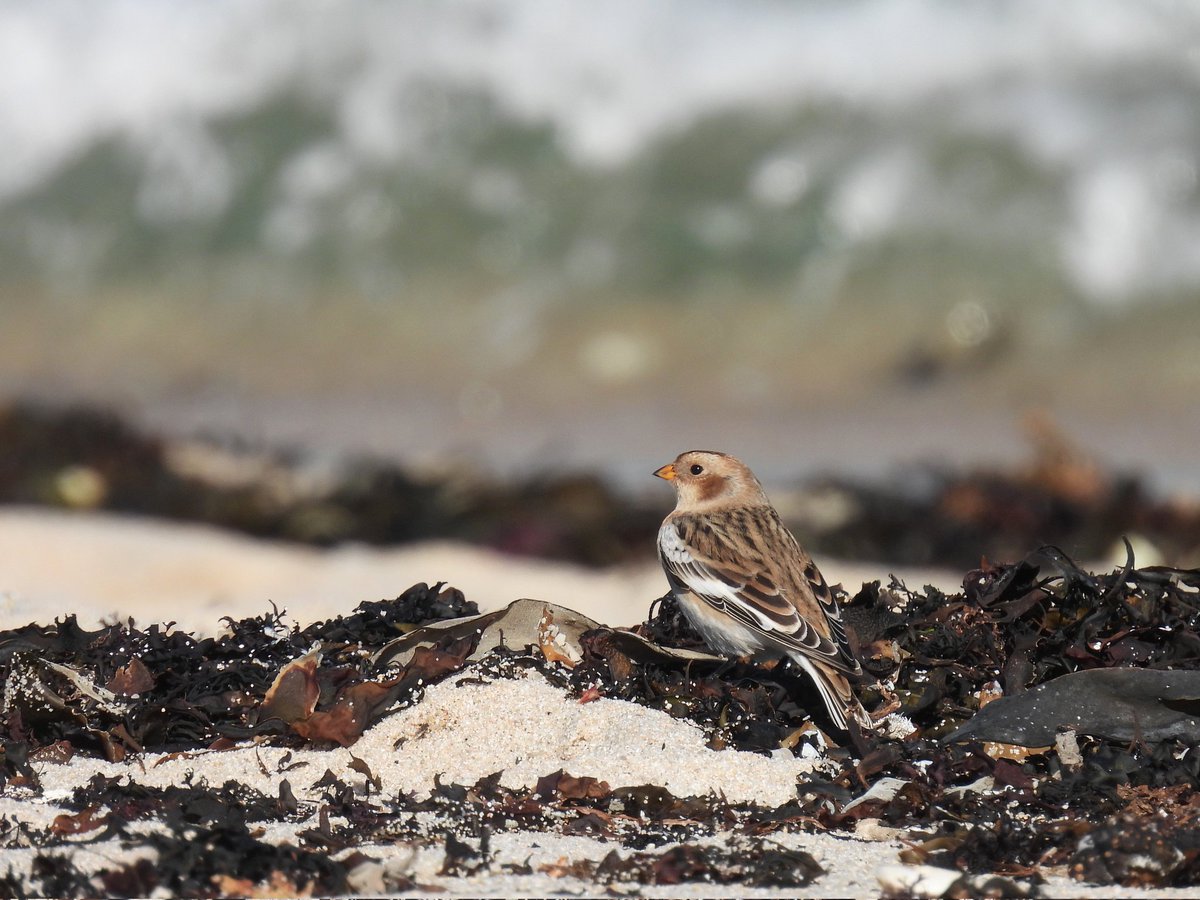 matthewjhall95's tweet photo. What a week! And not all about the scarcities - whilst having our picnic lunch sat on Pelistry Beach discussing how tropical it looked we were interrupted by this Snow Bunting flying in off and running around our feet. Scilly magic @scillybirds https://t.co/fDAAyWhIcM