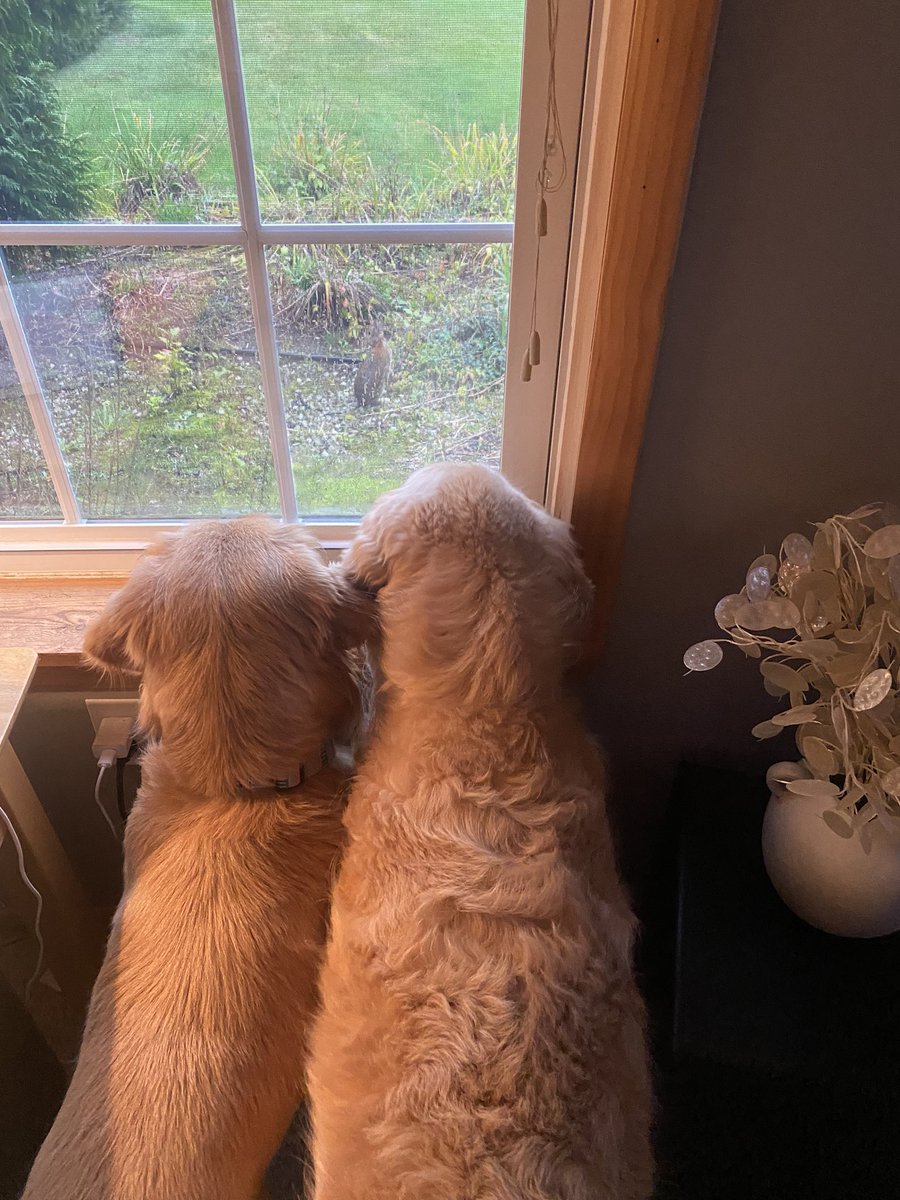 BUNNY
🚨🚨🚨🚨🚨