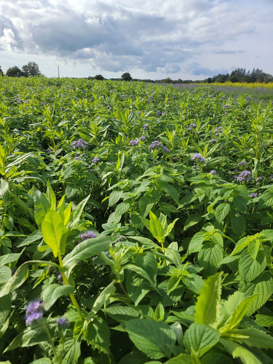 Hervé Kevin tweet media