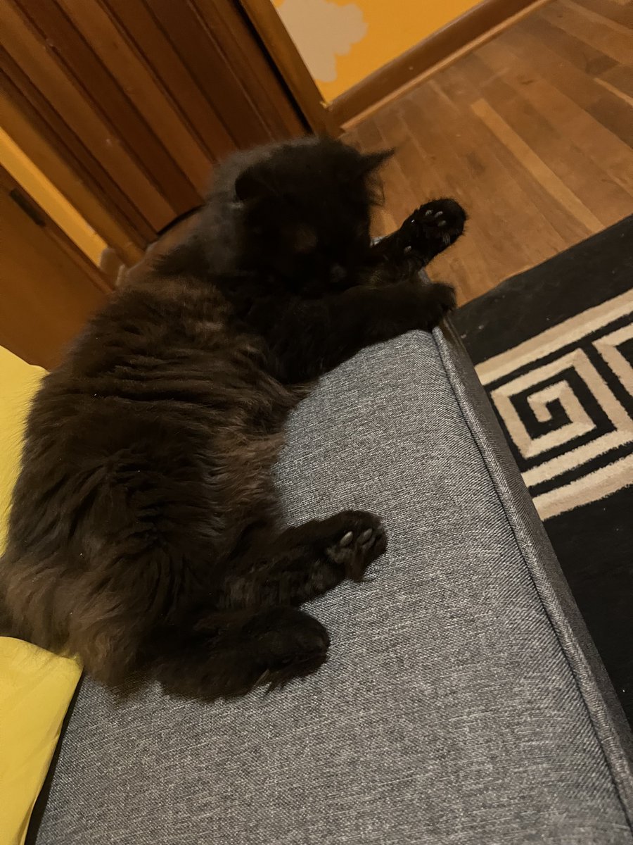 ImASlutForNina's tweet image. I love all the pets here💙💙💙 (shhhh I’m going to steal Mizu)👀👀👀😂😂😂