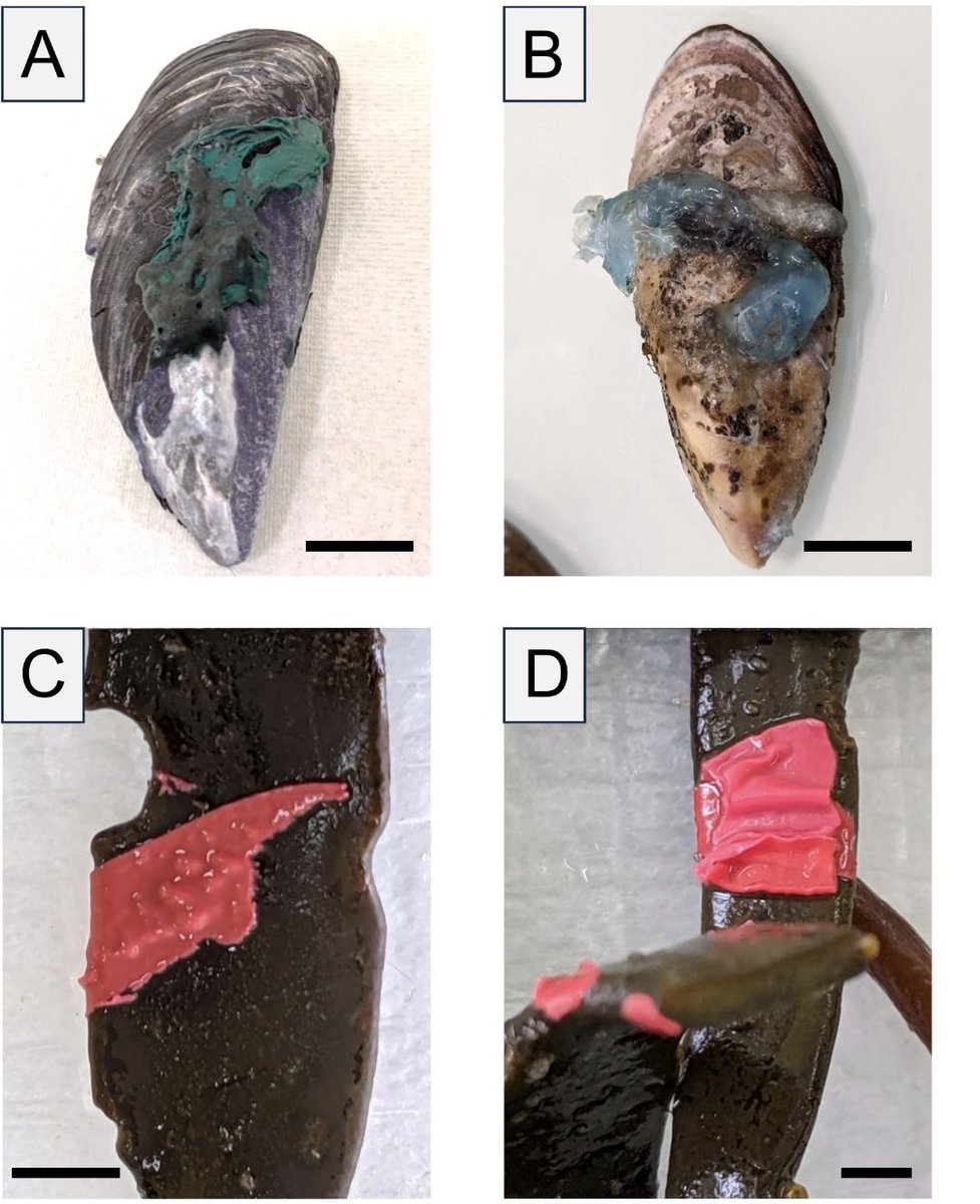 BioNept (@bionept) on Twitter photo 📢 Meet PLASTISKIN: a new form of plastic pollution affecting rocky shore organisms 🌊🦀🦪
Full access to the paper here👇
shorturl.at/Cf53U
#MarinePollution #RockyShore #PlasticWaste #plasticpollution <a href="/UMR_BOREA/">Laboratoire BOREA</a> <a href="/univ_lille/">Université de Lille</a> <a href="/LOG_labo/">Laboratoire d’Océanologie et de Géosciences</a> <a href="/RechercheUlille/">Recherche - Université de Lille</a> <a href="/fst_univlille/">fst_univlille</a> 📢 Meet PLASTISKIN: a new form of plastic pollution affecting rocky shore organisms 🌊🦀🦪
Full access to the paper here👇
shorturl.at/Cf53U
#MarinePollution #RockyShore #PlasticWaste #plasticpollution <a href="/UMR_BOREA/">Laboratoire BOREA</a> <a href="/univ_lille/">Université de Lille</a> <a href="/LOG_labo/">Laboratoire d’Océanologie et de Géosciences</a> <a href="/RechercheUlille/">Recherche - Université de Lille</a> <a href="/fst_univlille/">fst_univlille</a>