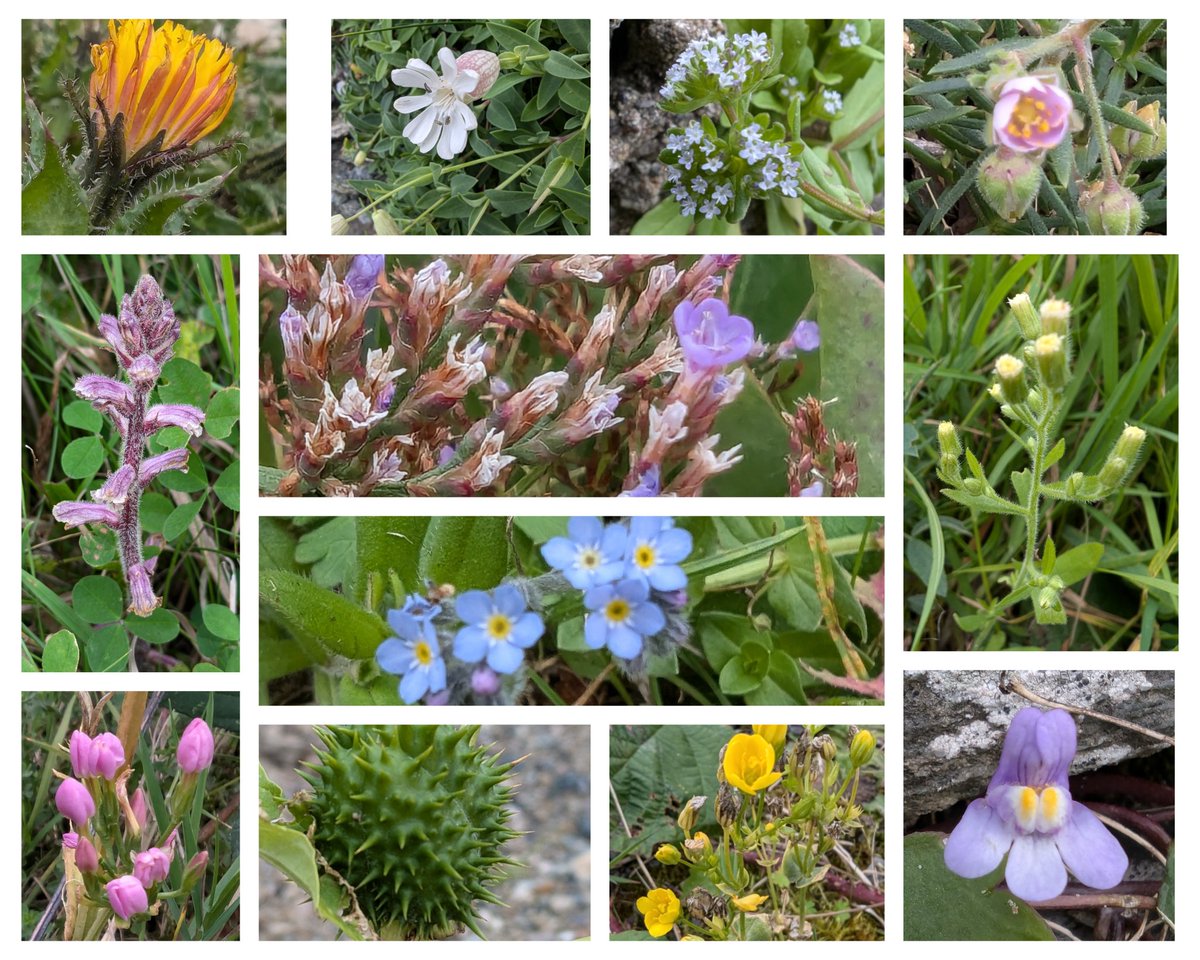An amazing collection still in flower seen on today's survey with Anglesey Flora Group <a href="/AngleseyFlora/">Anglesey Flora Group</a> 
#Wildflowerhour 
Best finds were Datura stramonium, Orbanche minor &amp; Blackstonia perfoliata