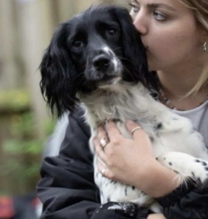 spaniel alert (@rosiedoc2) on Twitter photo #StolenDogHour
PUFFIN
WE ARE ASKING AGAIN FOR RTS FOR THIS BEAUTIFUL LADY SHOW WAS #Stolen #Uggeshall #SUFFOLK #NR34
22/9/24
JUST LET HER COME HOME PLS - her family are heartbroken 💔 and so worried
PUFFIN WILL BE TERRIFIED
Still asking <a href="/AmazonUK/">Amazon.co.uk</a> if they can help pls #StolenDogHour
PUFFIN
WE ARE ASKING AGAIN FOR RTS FOR THIS BEAUTIFUL LADY SHOW WAS #Stolen #Uggeshall #SUFFOLK #NR34
22/9/24
JUST LET HER COME HOME PLS - her family are heartbroken 💔 and so worried
PUFFIN WILL BE TERRIFIED
Still asking <a href="/AmazonUK/">Amazon.co.uk</a> if they can help pls