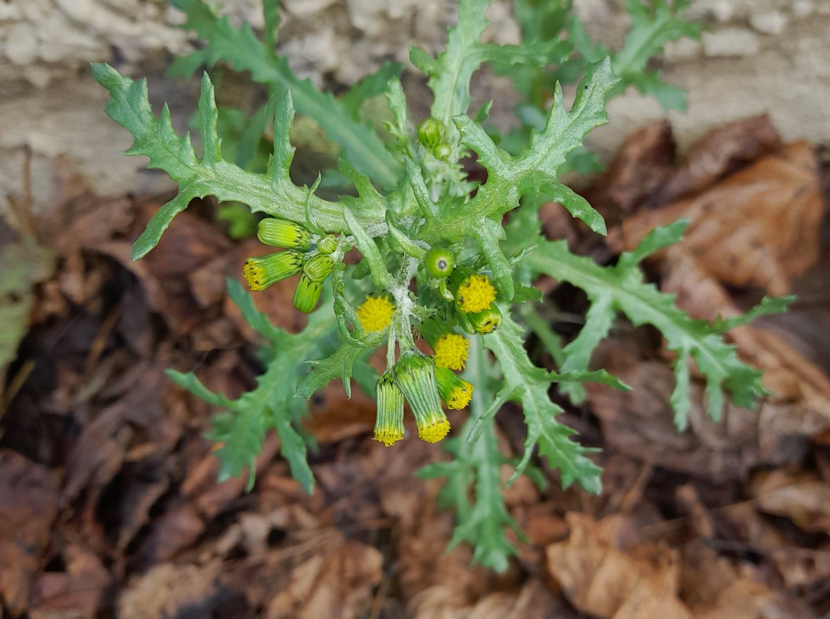 Brian Hodgkin, ML (@brianh4951) on Twitter photo Some bits and pieces from the last week for <a href="/wildflower_hour/">wildflowerhour</a> still stuff out there if you look! Some bits and pieces from the last week for <a href="/wildflower_hour/">wildflowerhour</a> still stuff out there if you look!