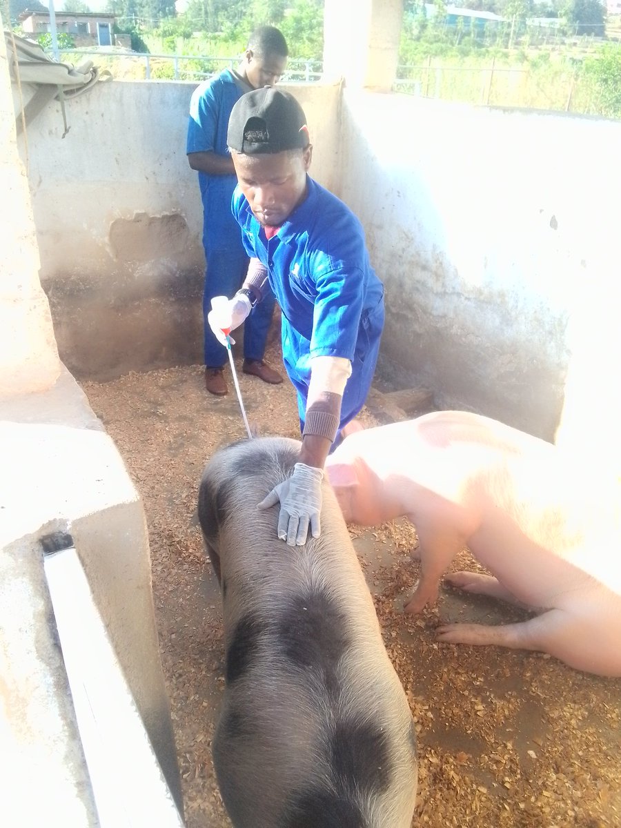 Nshimiyimana Oscar (@nshimiyima23291) on Twitter photo <a href="/Clinicshangi/">NYAMASHEKE VETERINARIANS Company Ltd</a> Gahunda numworozi kwisonga ✨
Service tuzitangira kugihe Kandi neza
Ukeneye icyororo cyiza Kandi kizewe yatugana tukamufasha <a href="/Clinicshangi/">NYAMASHEKE VETERINARIANS Company Ltd</a> Gahunda numworozi kwisonga ✨
Service tuzitangira kugihe Kandi neza
Ukeneye icyororo cyiza Kandi kizewe yatugana tukamufasha