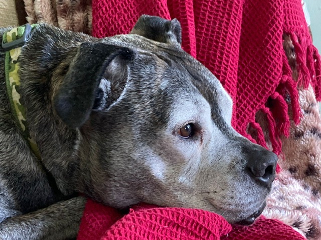 TEARJERKER, PLEASE SHARE ,URGENT PALLIATIVE FOSTER HOME NEEDED FOR RIO, LIVERPOOL #UK   Please share wherever you are, let's not let Rio pass away in a rescue shelter.  Aged 8, he has been there, waiting for a home for 7 years !!!! 💔 freshfields.org.uk/animals/rio-2/ Rio is a beautiful