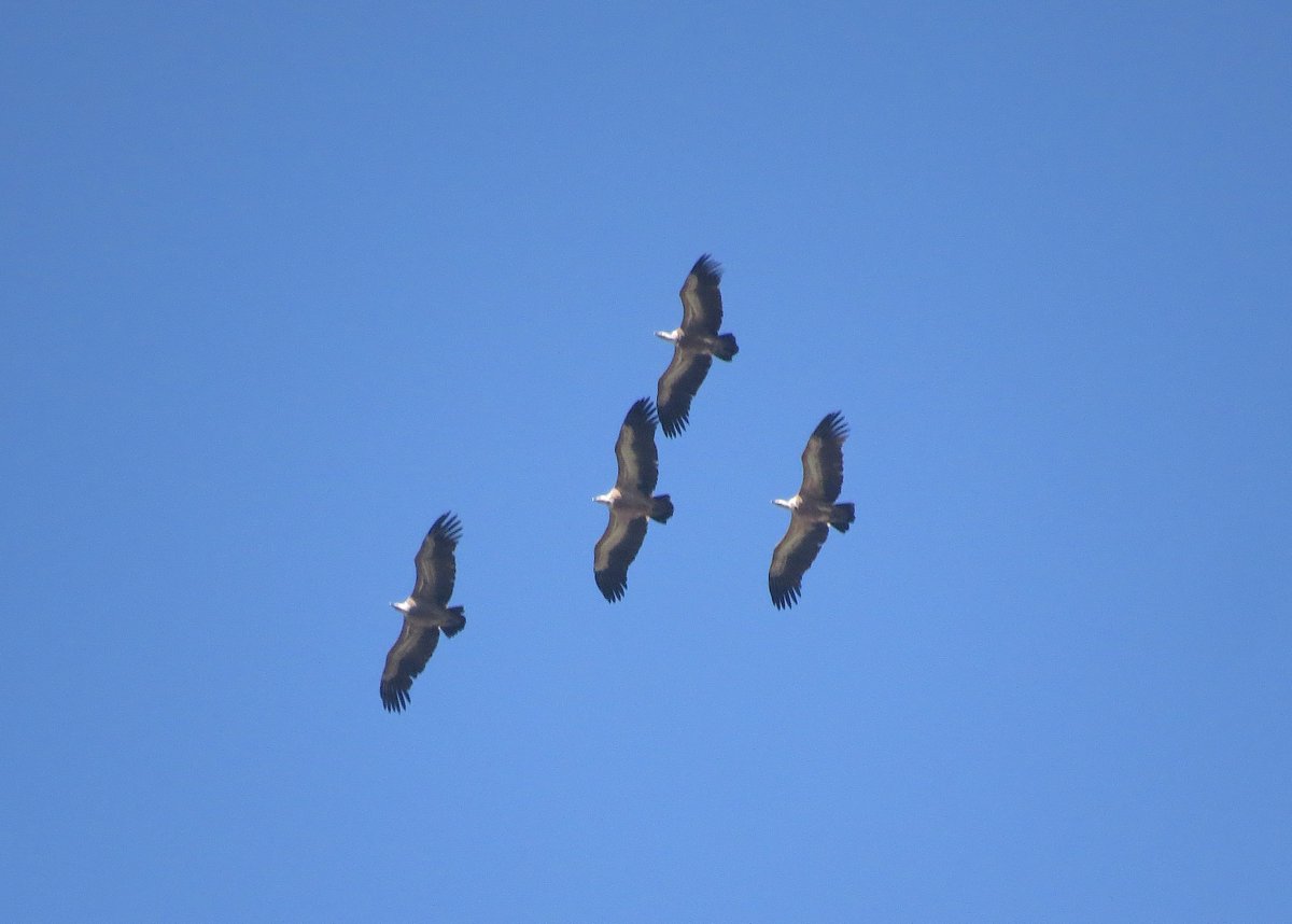 Joko's tweet image. 🇧🇬 #OctoberBigDay 2024 in Bulgaria (provisional): 
🦆 198 species - our 2nd best result ever
7️⃣ 7th place in Europe, 48th in the world
📝 197 checklists (10th in Europe)
👋 82 participants - 20% more than last year

📸Griffon Vultures at Kresna Gorge, photo: Simeon Kamov