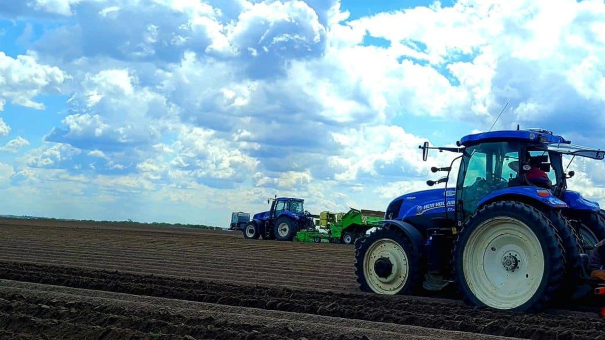Northern Konstar Potatoes tweet media