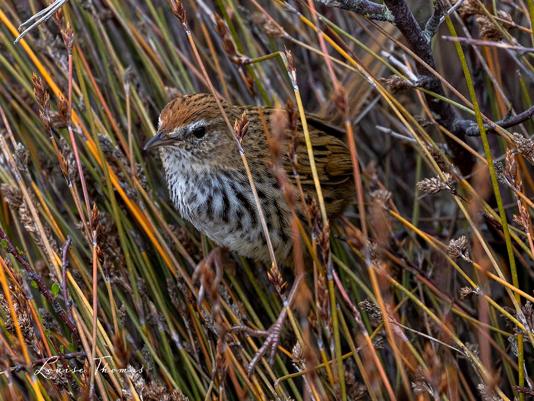 The fernbirds have ventured beyond the sanctuary at Pauatahanui, dispersing across the inlet like seeds on the wind. We spotted two popping their heads out like a couple of confidently camouflaged scallywags. Fernbird / mātātā (Poodytes  punctatus).

#BirdsSeenIn2024 #NewZealand