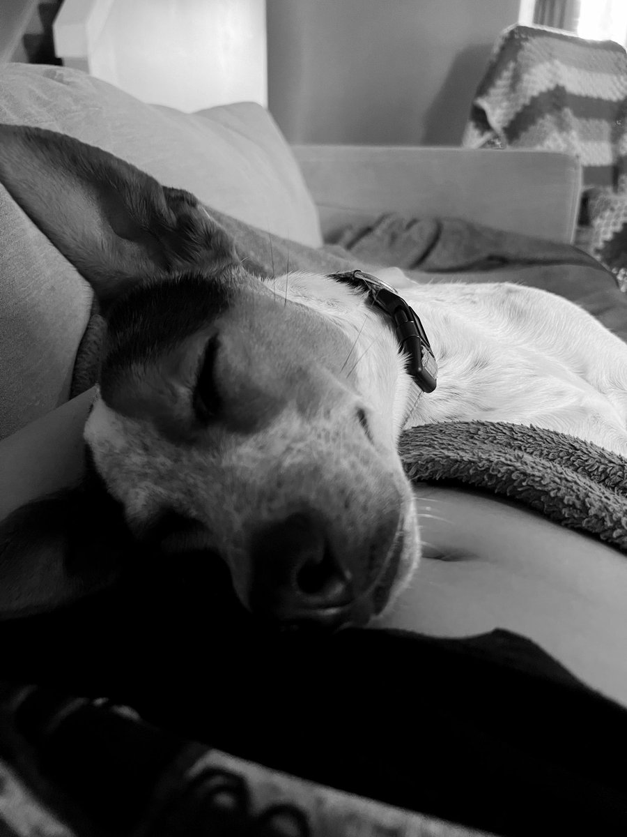 ashley_corman's tweet photo. it breaks my heart to know that finn is never going to be able to be this close to the little brother he’s been snuggling for months once he’s here. having a reactive pup with known fear aggression is tough, i just want people to know how sweet he is when he feels safe. 🥺 https://t.co/3PrHNQ2TMG