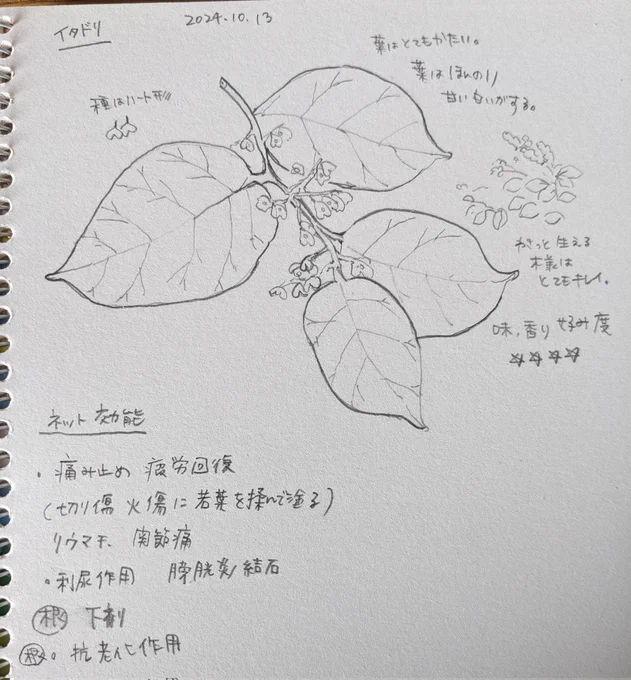 野草スケッチはじめました(冬になろうというこの季節に) 
