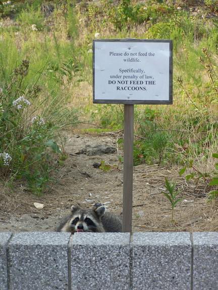 Raccoons Hourly (@raccoonhourly) on Twitter photo 