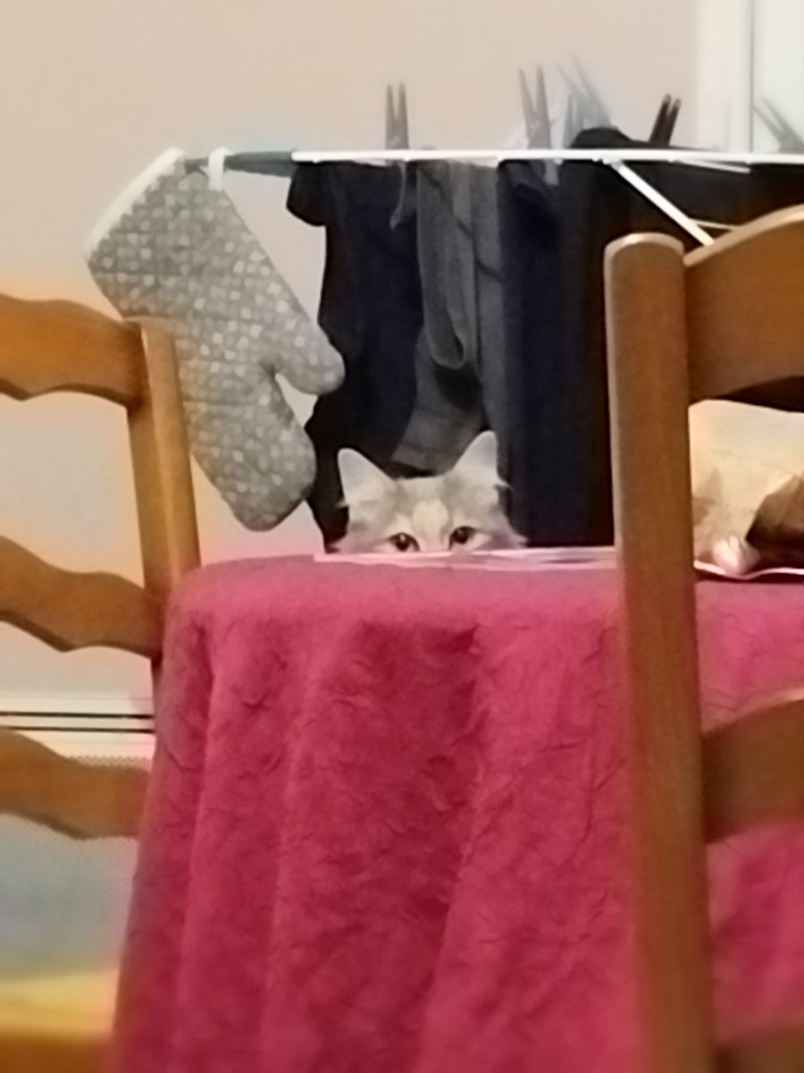 WinryRockbellu's tweet image. Monter sur la table ou ne pas monter sur la table...