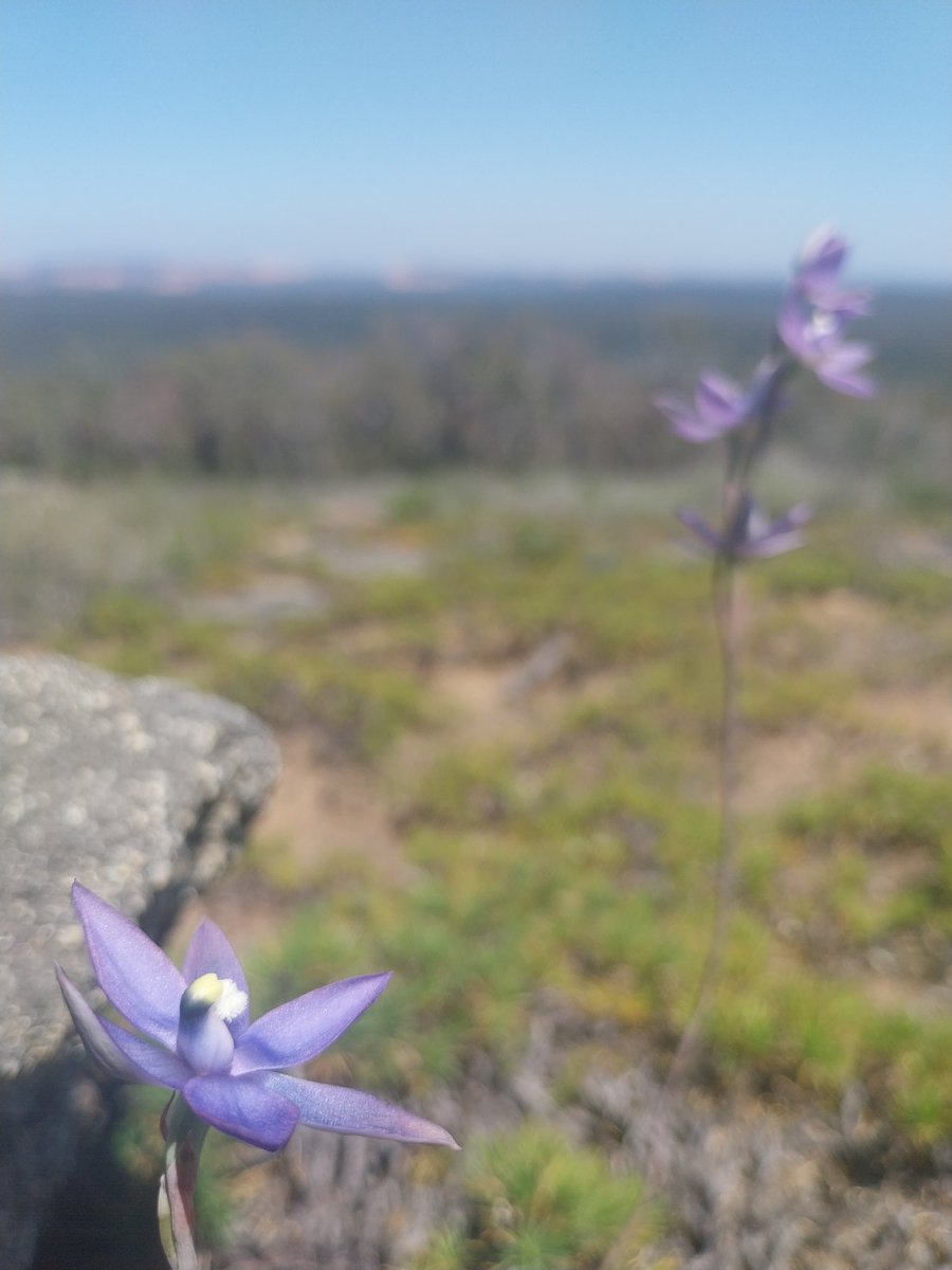 DanielaSkakka's tweet photo. Sun #orchids pop out from granite outcrops and, from their heights, watch the endlessly extension of Darling range #forest #Thelymitra
#nature #beauty #biodiversity #habitat #waflora #ozplants #ozflora #Flora @aromatisi https://t.co/IuFGSDFSZW