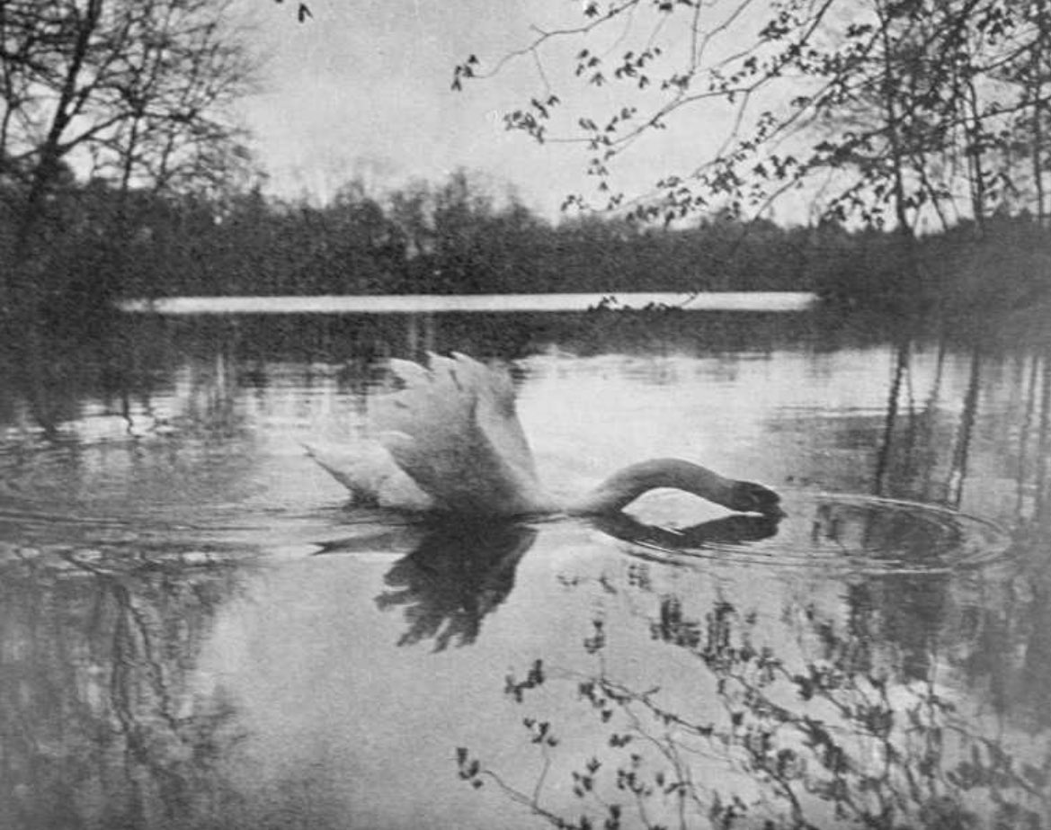 Stretched Swan, by Ferdinand Gebhardt ( 1911 )