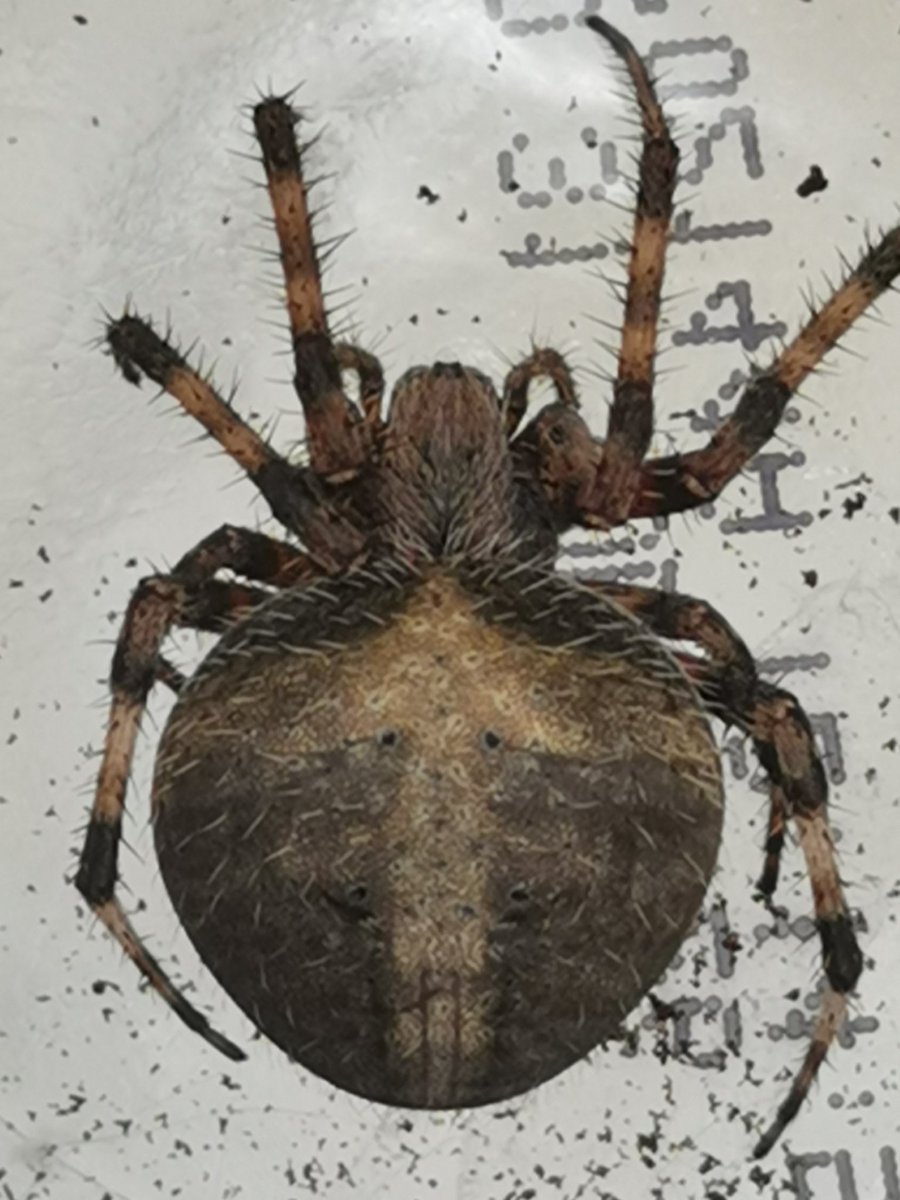 paboqed's tweet photo. Hola @Arachno_Cosas, encontré a éstas bellas en un árbol cerca de la ventana de la recámara.
No son de riesgo?, verdad? Veerdaaad? Ambas son grandes, un par de cm. https://t.co/xXjo6tKKg0