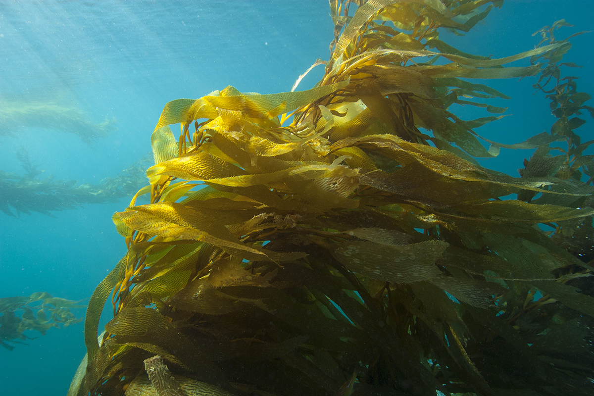 A new national #marine sanctuary has been designated off the California coast—and is the first nominated by a tribe> bit.ly/3CzL6tn