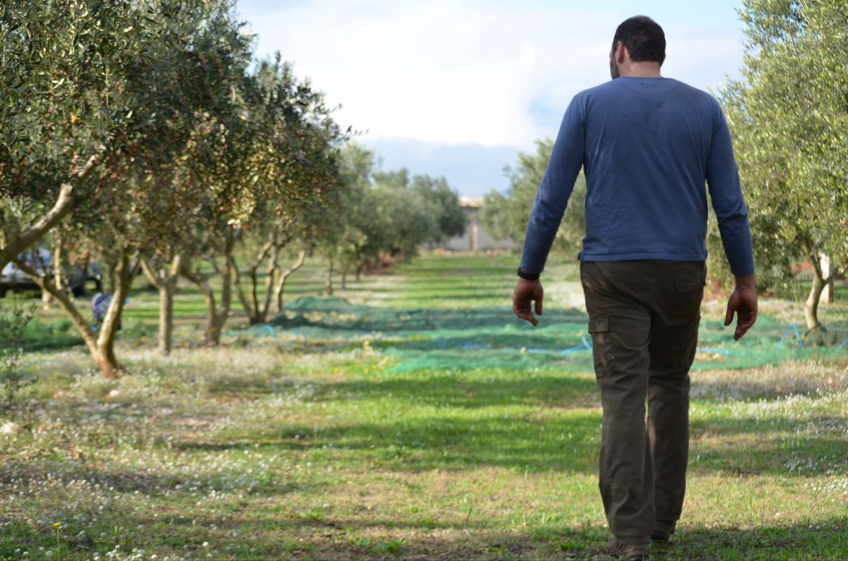 spagesvalls's tweet photo. Comencem campanya de l'oliva. Ara poc rendiment, xo l'oli del raig és espectacular...si en voleu, a la bio teniu el telèfon de comandes. https://t.co/zFJpv7owis