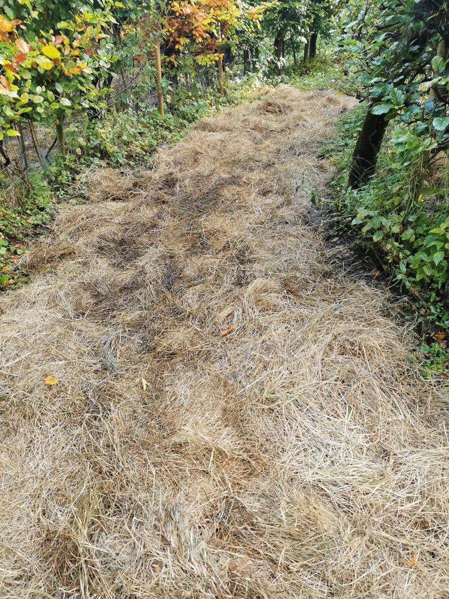 Our volunteers yesterday 6 laid down hay in the maze to cover mucky patches, 3 worked in the herb garden &amp; 5 cut laurel. If you are interested, come along to our next work party at the maze on 26 Oct at 10:00.