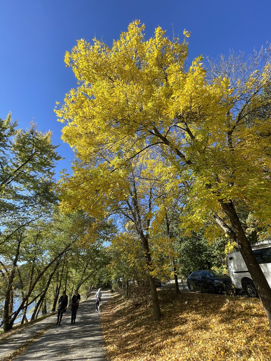 serendip888's tweet photo. 走っている場合じゃないほど紅葉🍁が綺麗😆 https://t.co/4zi22CmhN7