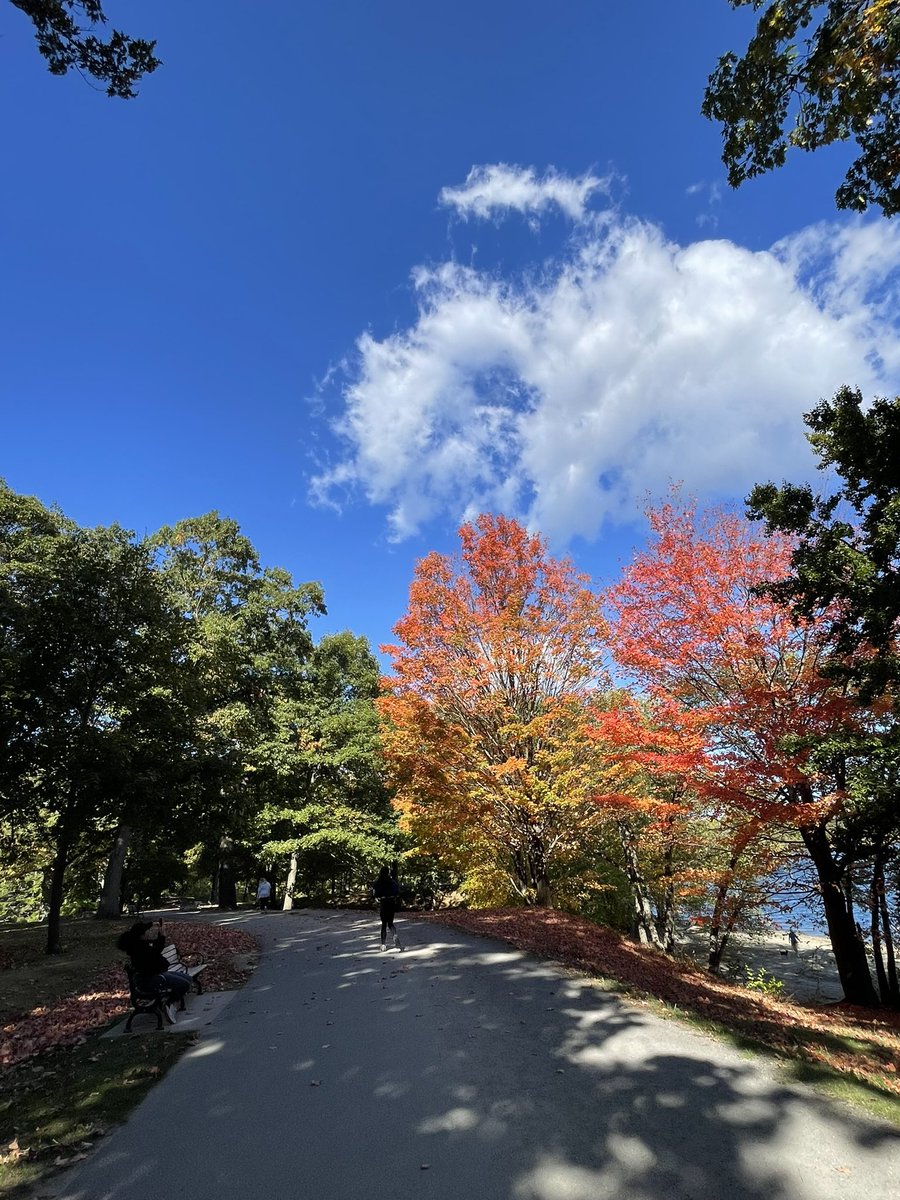 serendip888's tweet photo. 走っている場合じゃないほど紅葉🍁が綺麗😆 https://t.co/4zi22CmhN7