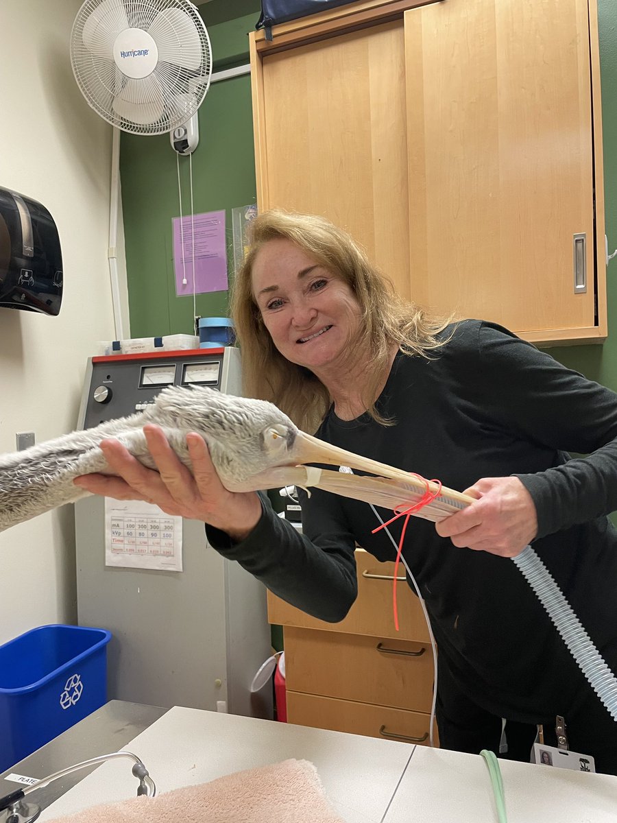 sfzoo's tweet photo. SF Zoo’s vet techs are the best thing since sliced sourdough! Their passion, dedication, and talents benefit the Zoo’s amazing animals and conservation efforts each and every day. Celebrating Molly, Jess, Jamie, and Linda during National Veterinary Technician Week! 

#SFZoo #AZVT #NationalVeterinaryTechnicianWeek