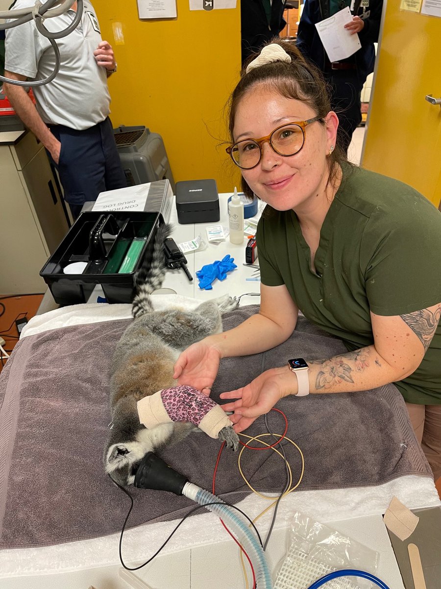 sfzoo's tweet photo. SF Zoo’s vet techs are the best thing since sliced sourdough! Their passion, dedication, and talents benefit the Zoo’s amazing animals and conservation efforts each and every day. Celebrating Molly, Jess, Jamie, and Linda during National Veterinary Technician Week! 

#SFZoo #AZVT #NationalVeterinaryTechnicianWeek