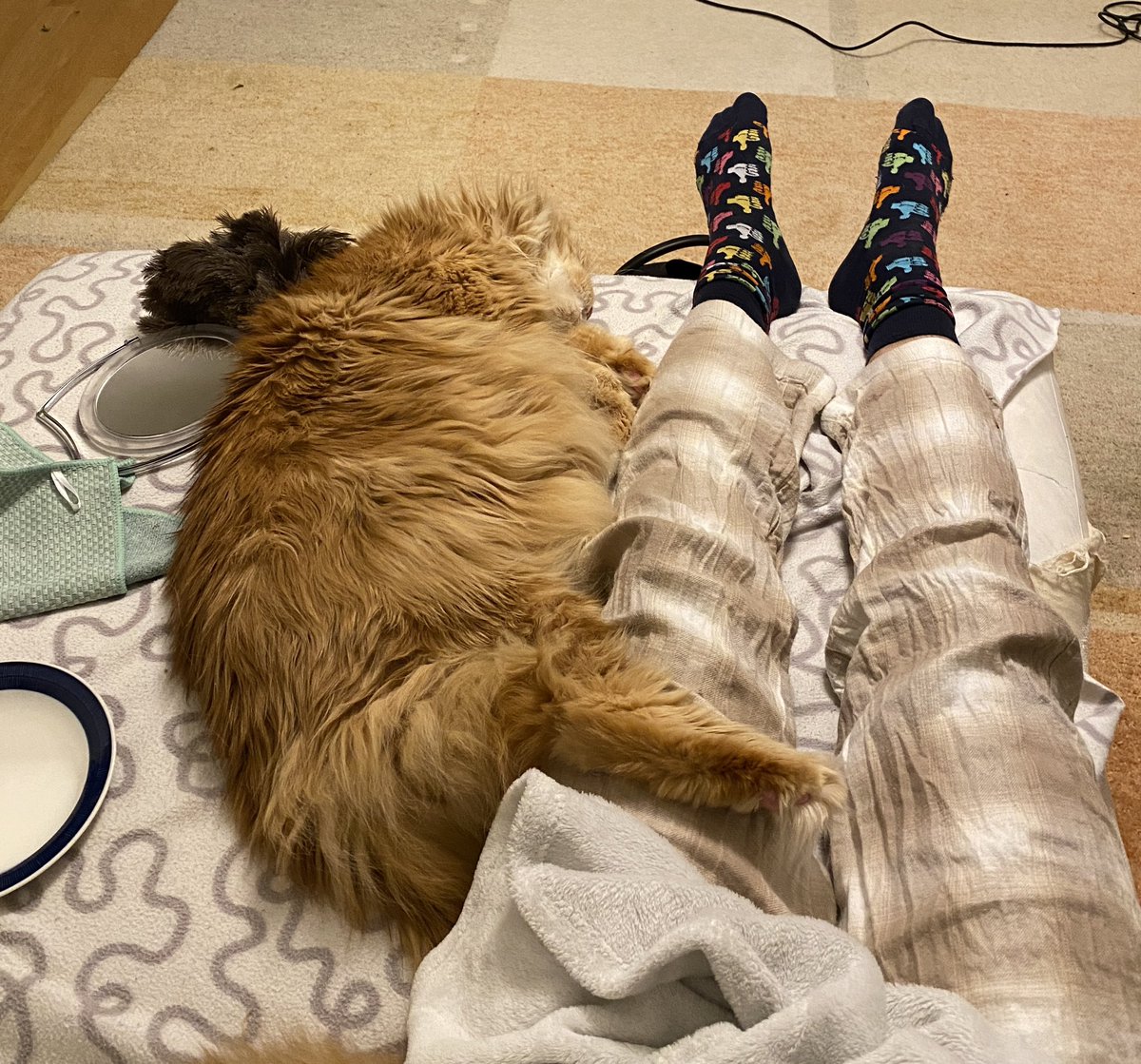 NotTheClick's tweet image. how did my cat get this big
I’m a 6’2 dude and I look small wtf 💀
