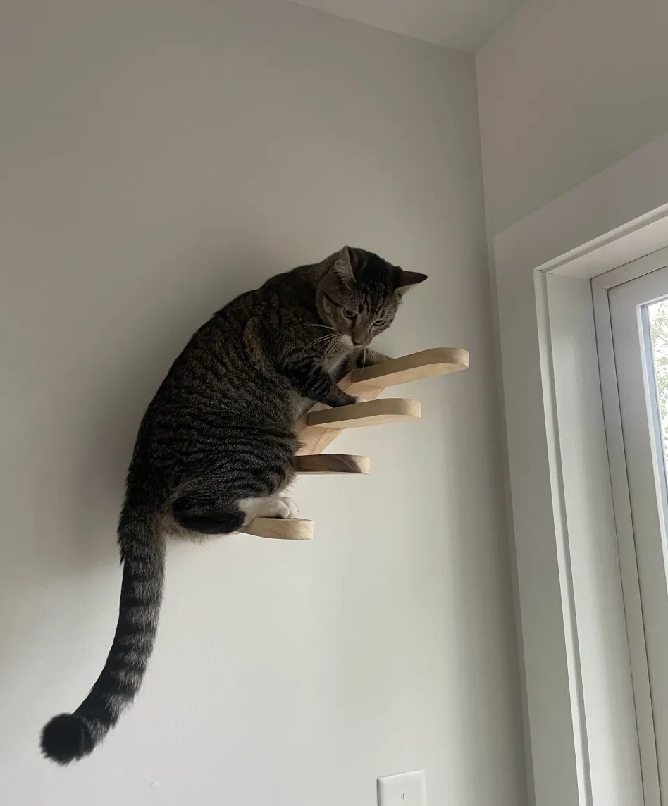shefiorg's tweet photo. always climbing https://t.co/d5aybCDKZl
