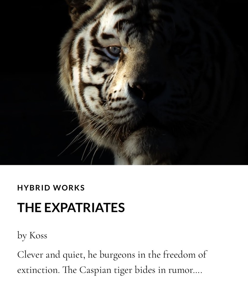We’re thrilled to present these evocative prose pieces by Koss, “The Expatriates,” in our Issue 11 of Harpy Hybrid Review, harpyhybridreview.org.