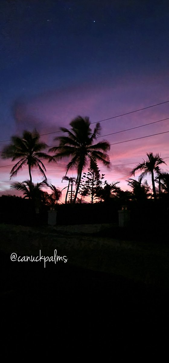 Wake up to paradise...... 🌴 
canuckpalms.com 
airbnb.ca/rooms/4594010?…