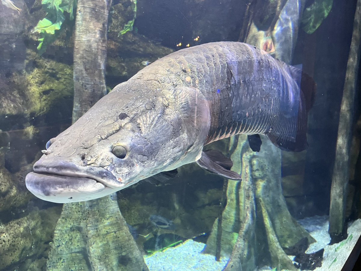 Saw some today <a href="/ToledoZoo/">Toledo Zoo</a>!