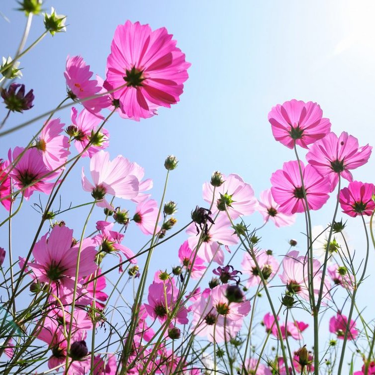 CHROMESOIL's tweet image. 