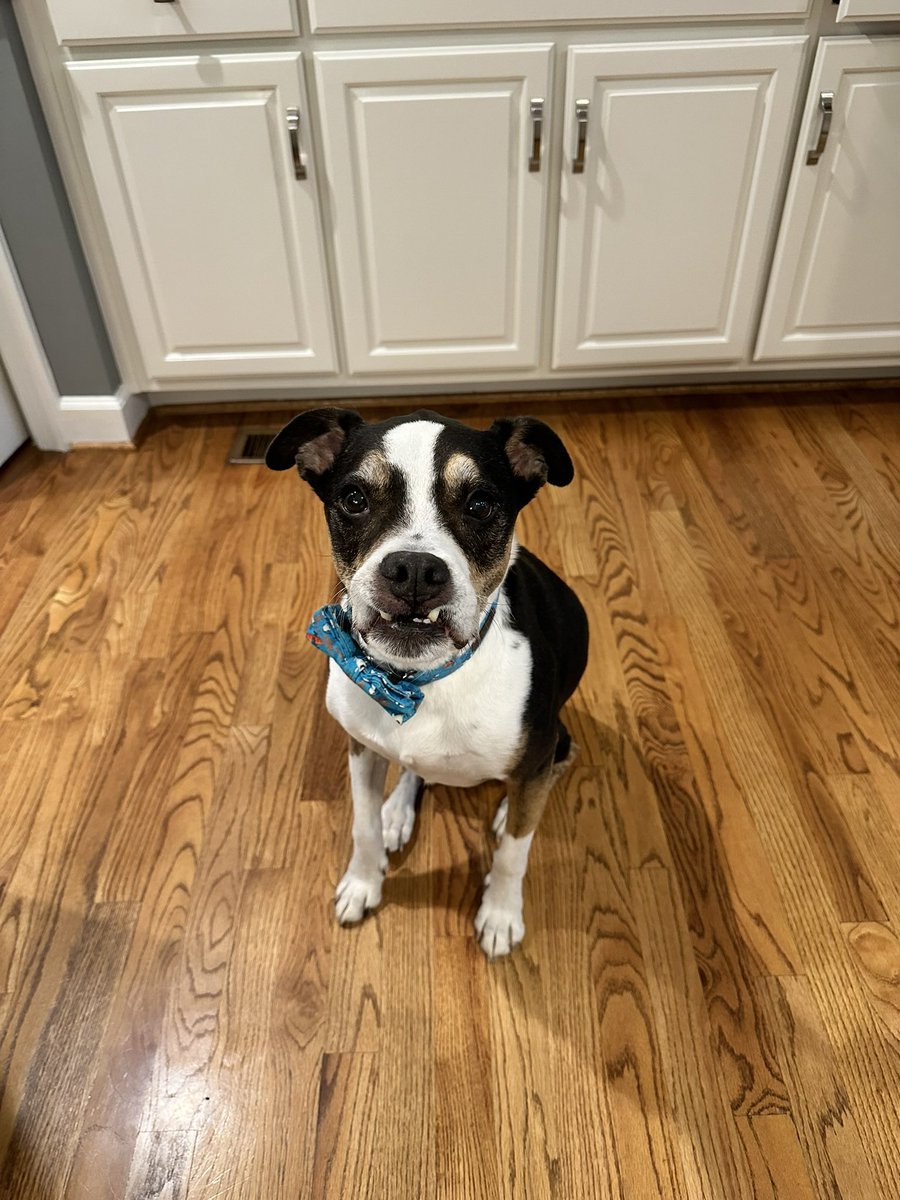 I’m sorry <a href="/CaseyChasem/">🐿Casey Chasem🐿</a> I have to give back my meat only card back, Momma offered me some roasted butternut squash and I devoured it!!! Who knew I was a veggie boy?! @BeetleBMD  who knew?!?