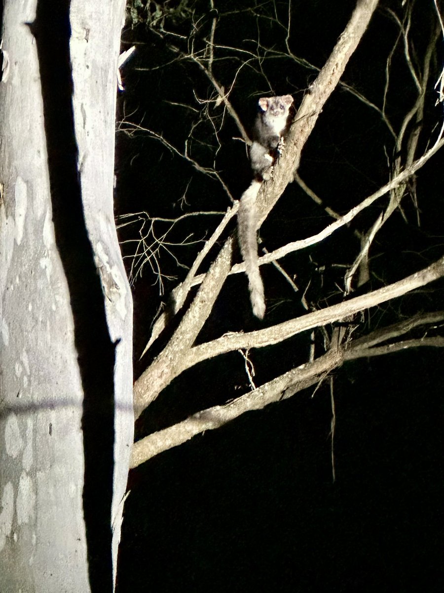 Had a great day &amp; camp out at Woomargama National Park - Tin Mines with the WNP Vols on the weekend. We heard &amp; saw many bird species, banjo frogs were calling  &amp; plenty of roos, wallabies &amp; possums, we even saw a few Greater Gliders! Very exciting!  <a href="/kyliedurant/">Kylie Durant</a> @D0CT0R_Dave