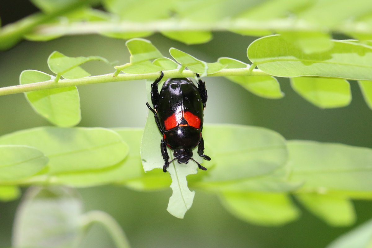 Scarab beetle from Panama 2023.
Rutela sanguinolenta