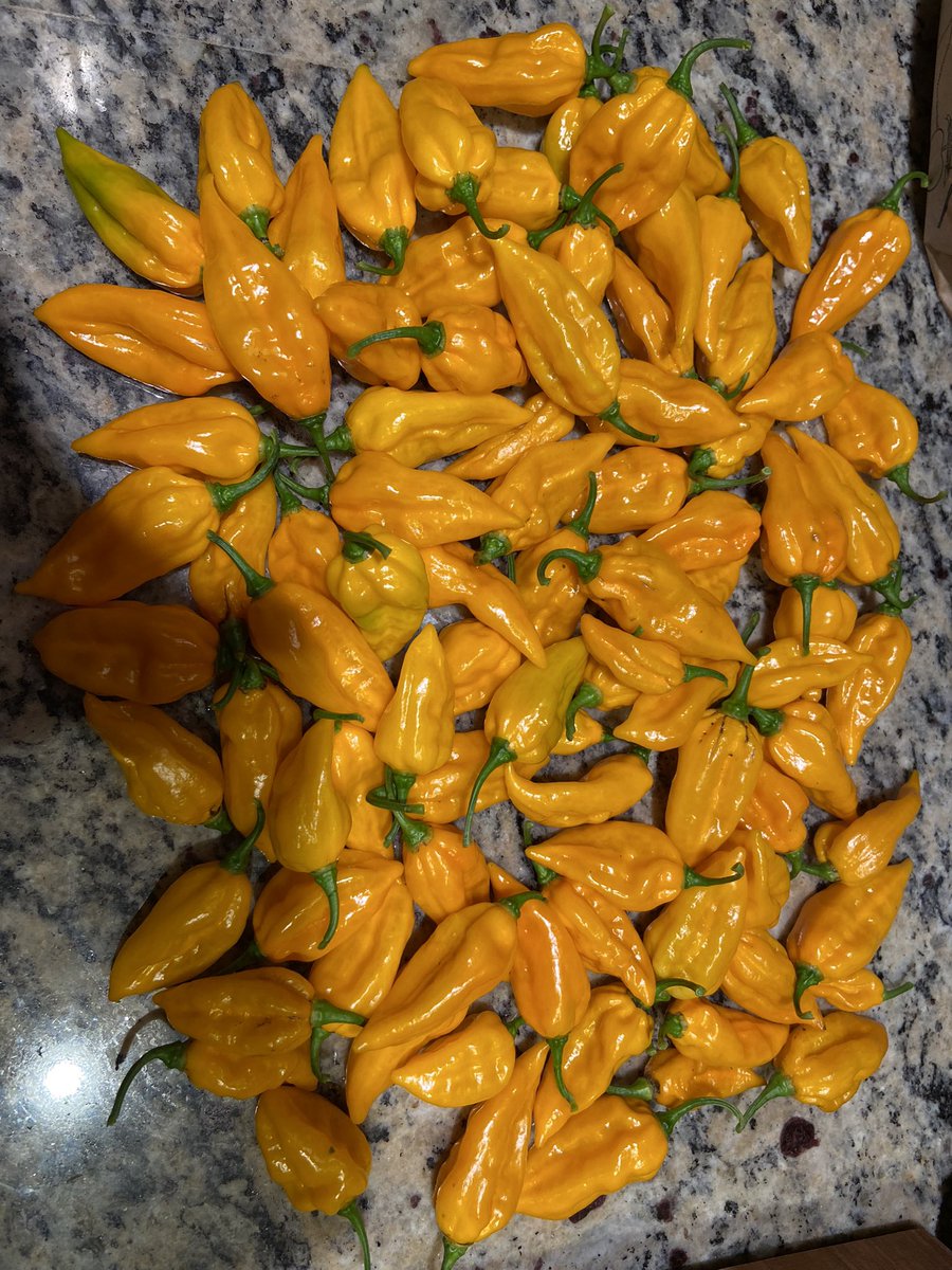 Francesco Emiliani tweet media