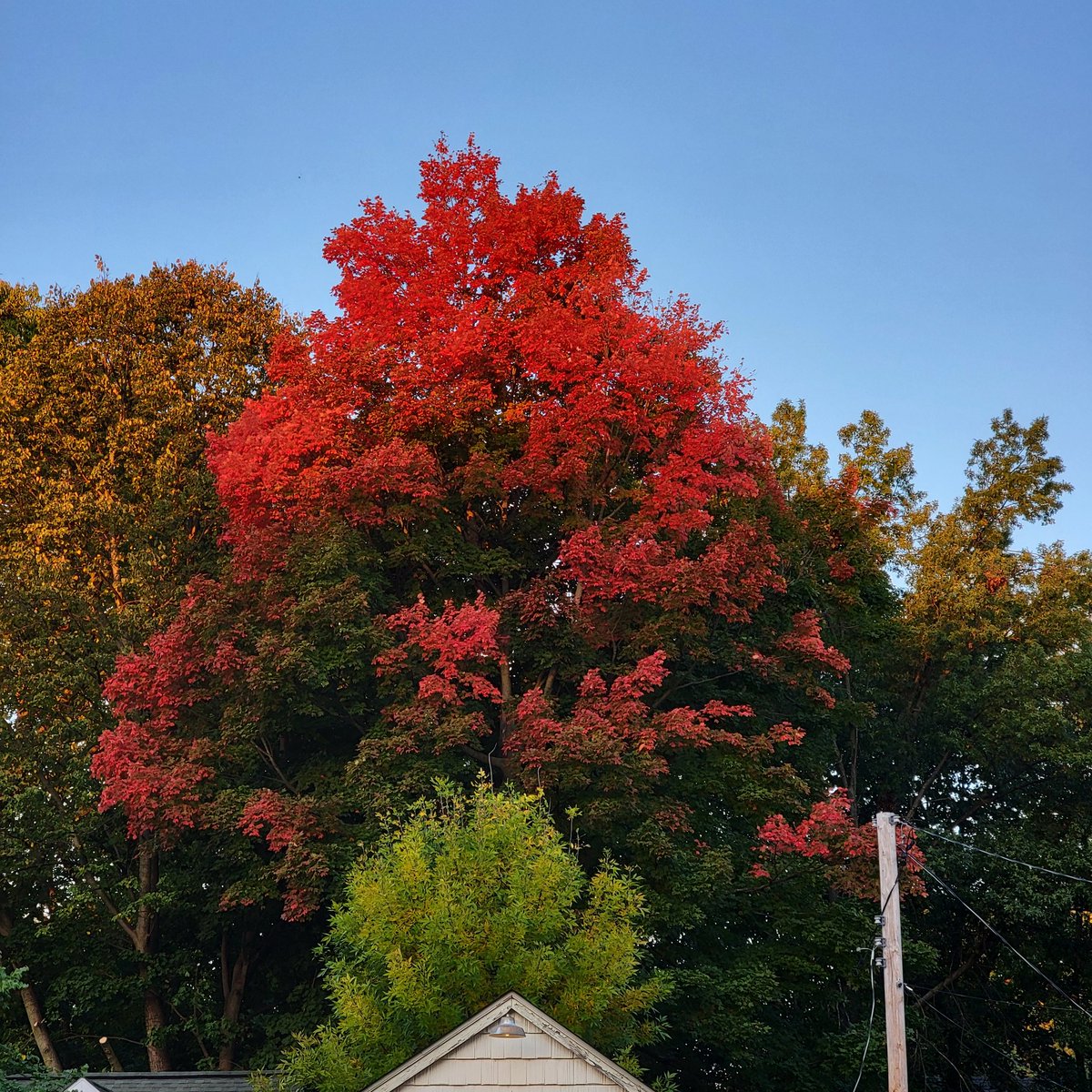 GaylaBetts's tweet photo. It's happening!

#OctoberColors
#WalkingWithHank https://t.co/Sf3JfUFeM9