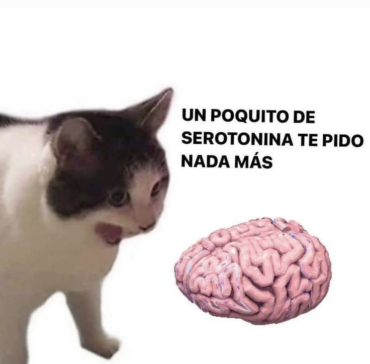 perfil dedicado a gatinhos e peitos (@odeiootaco) on Twitter photo 