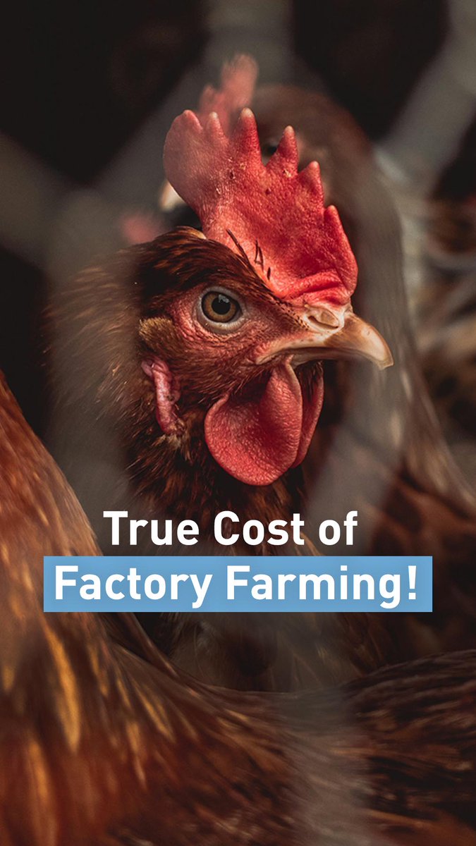 fourpawsAU's tweet image. youtu.be/Ct467ECdwgg

In high-income countries like ours, meat and dairy consumption is through the roof. 

But at what cost? 

Floods, wildfires &amp;amp; environmental destruction— all fuelled by subsidies that favour factory farming.

Demand better. 

#StopFactoryFarming 🌱💪